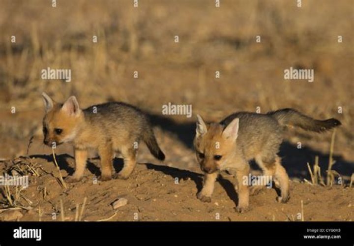 2 Babies 1 Fox: Unpacking an Unusual Encounter