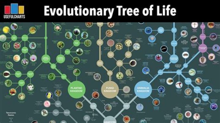 Discovering London King: A Life of Evolution and Connection