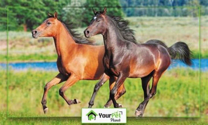 Discovering the Horse Mating Season: What You Should Know