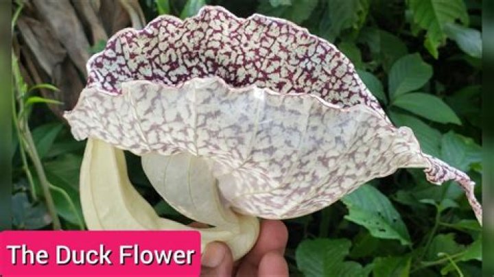 Exploring Duck Flower Benefits: A Look at This Traditional Plant