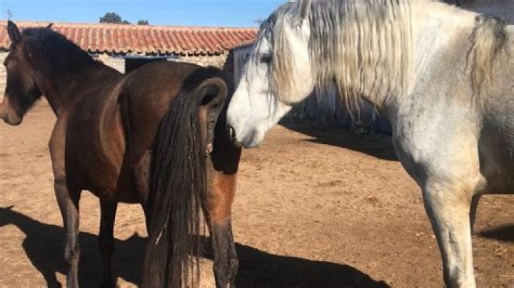 Exploring Mating Horses Naturally: The Instinctive Dance of Equine Reproduction