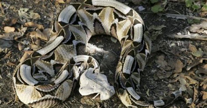Gaboon Viper: Unveiling Africa's Heaviest Venomous Snake