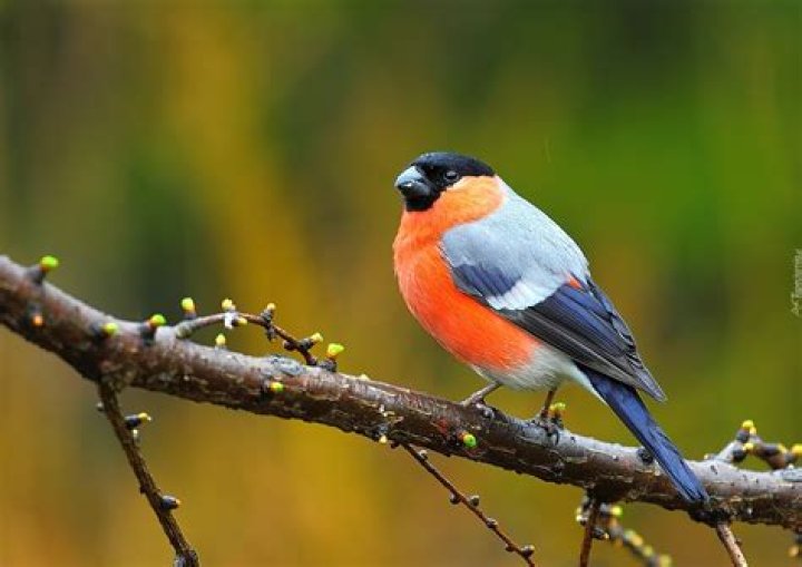 Gil Birmingham: A Look at the Actor Who Brings Powerful Stories to Life