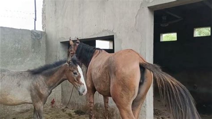 Horse Mating: Unveiling the Natural Process and Breeding Insights