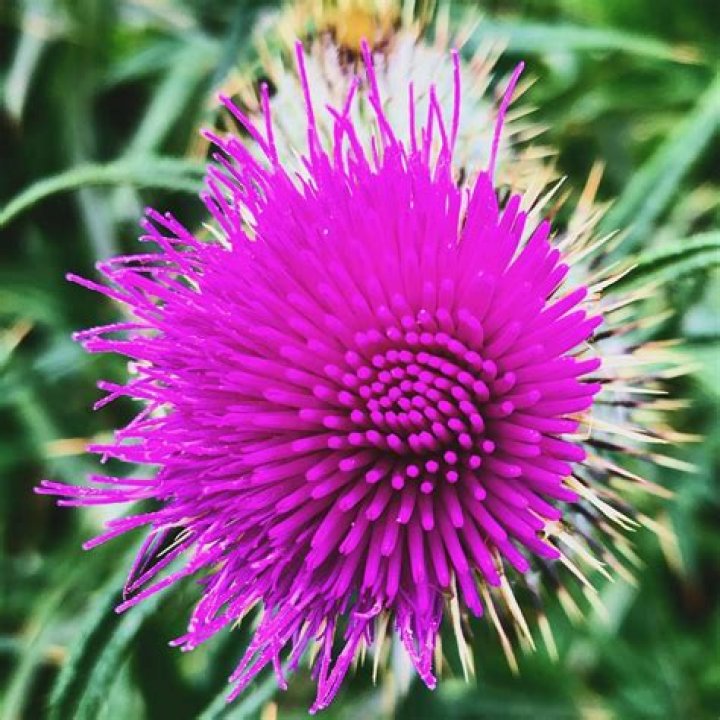 Jeanie Galbraith Age: Unraveling the Identity – Is It Jeanie Buss?