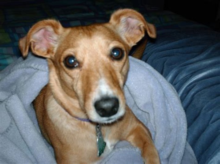 Skirby with Dog: Exploring the Unseen Bonds of Friendship Right Now