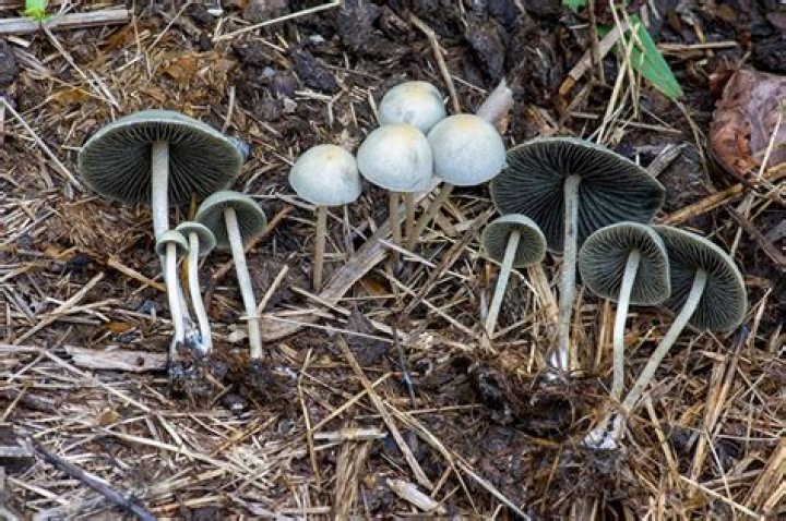 Spotting the True Blue: A Guide to Blue Meanies Mushroom Identification