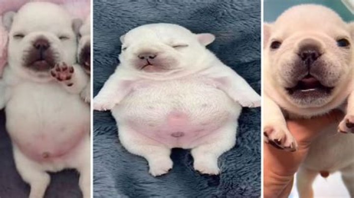 Unveiling The Hidden Truths: Josiah Pippel's Parents Revealed